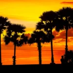 Palm trees silhouetted against sunset at Promthep Cape in Phuket